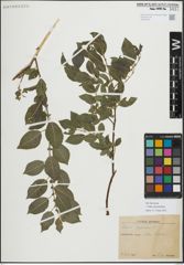 Foto von Salix myrsinifolia Salisb.